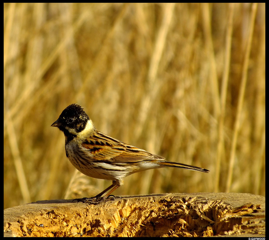 Reed Bunting