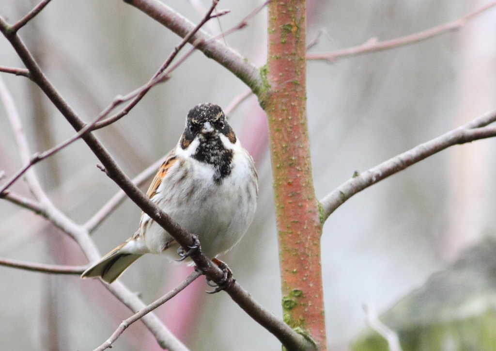 Reed Bunting