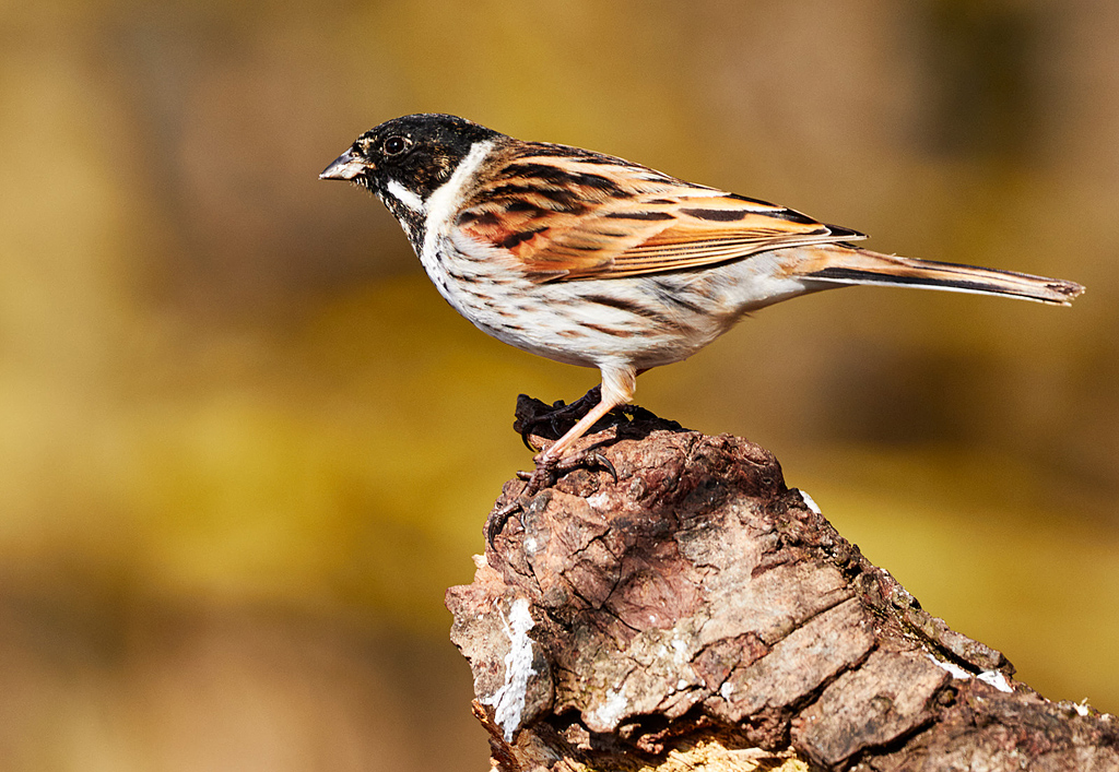 Reed Bunting