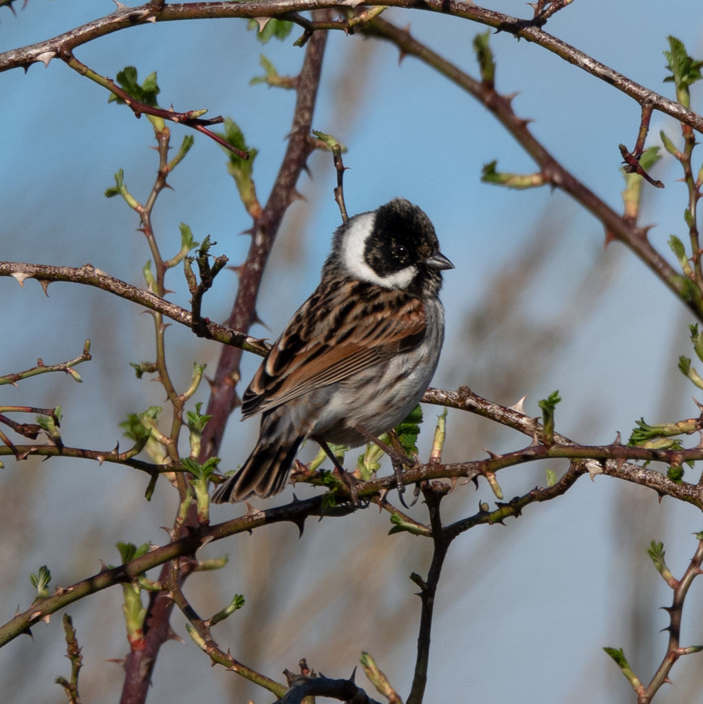 Reed Bunting