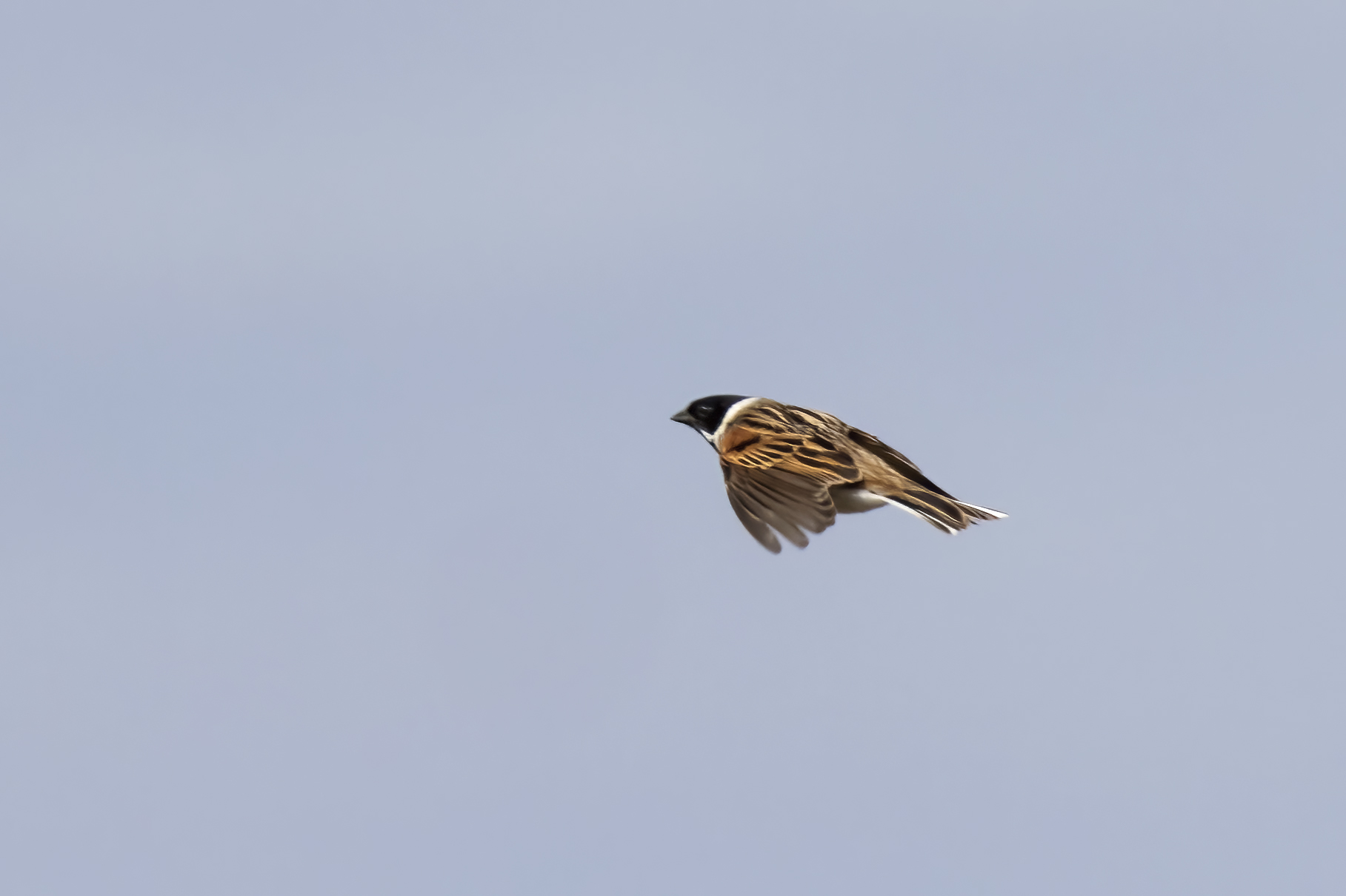 Reed Bunting