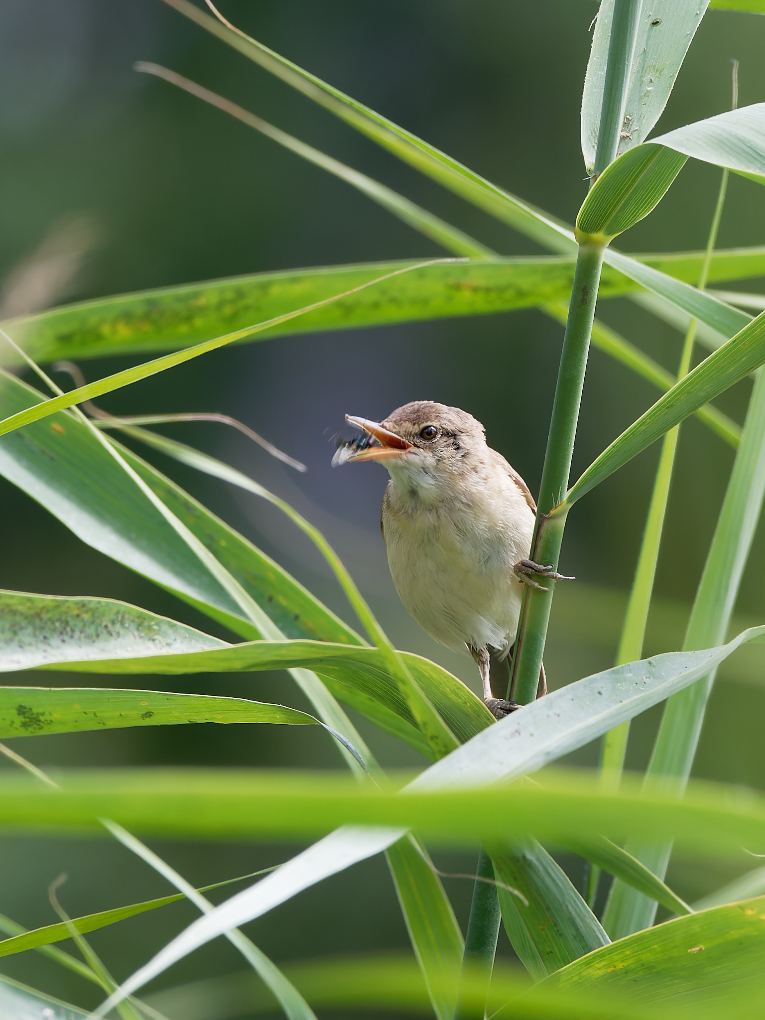 Reed warbler catching prey