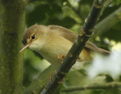 Reed Warbler in Holly Tree