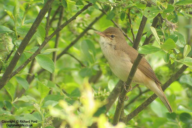 Reed Warbler