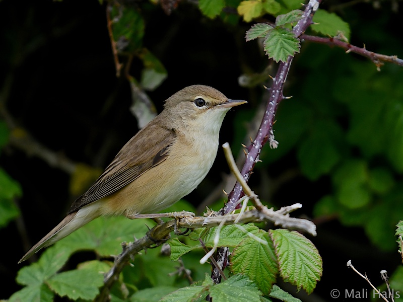 Reed Warbler