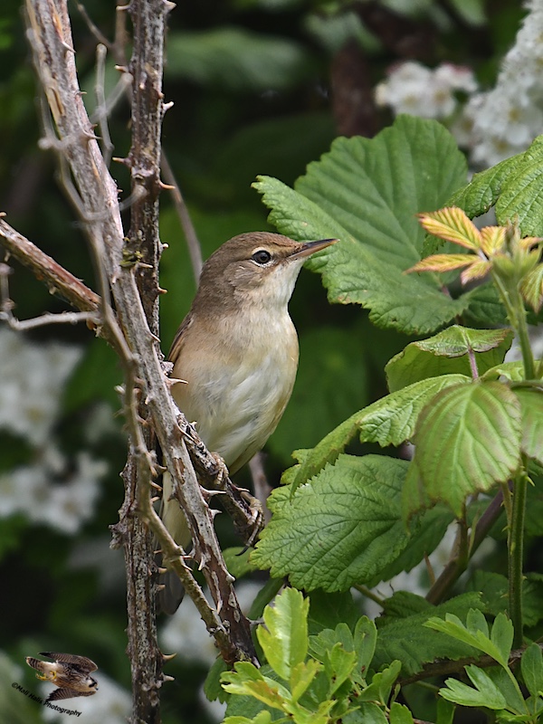 Reed Warbler