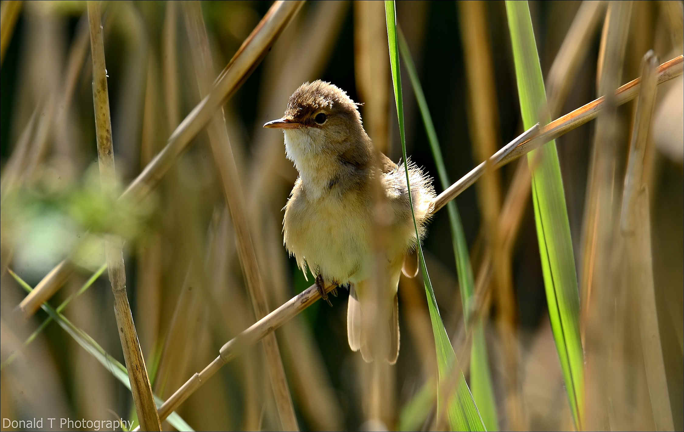 Reed Warbler