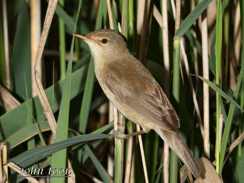 Reed warbler