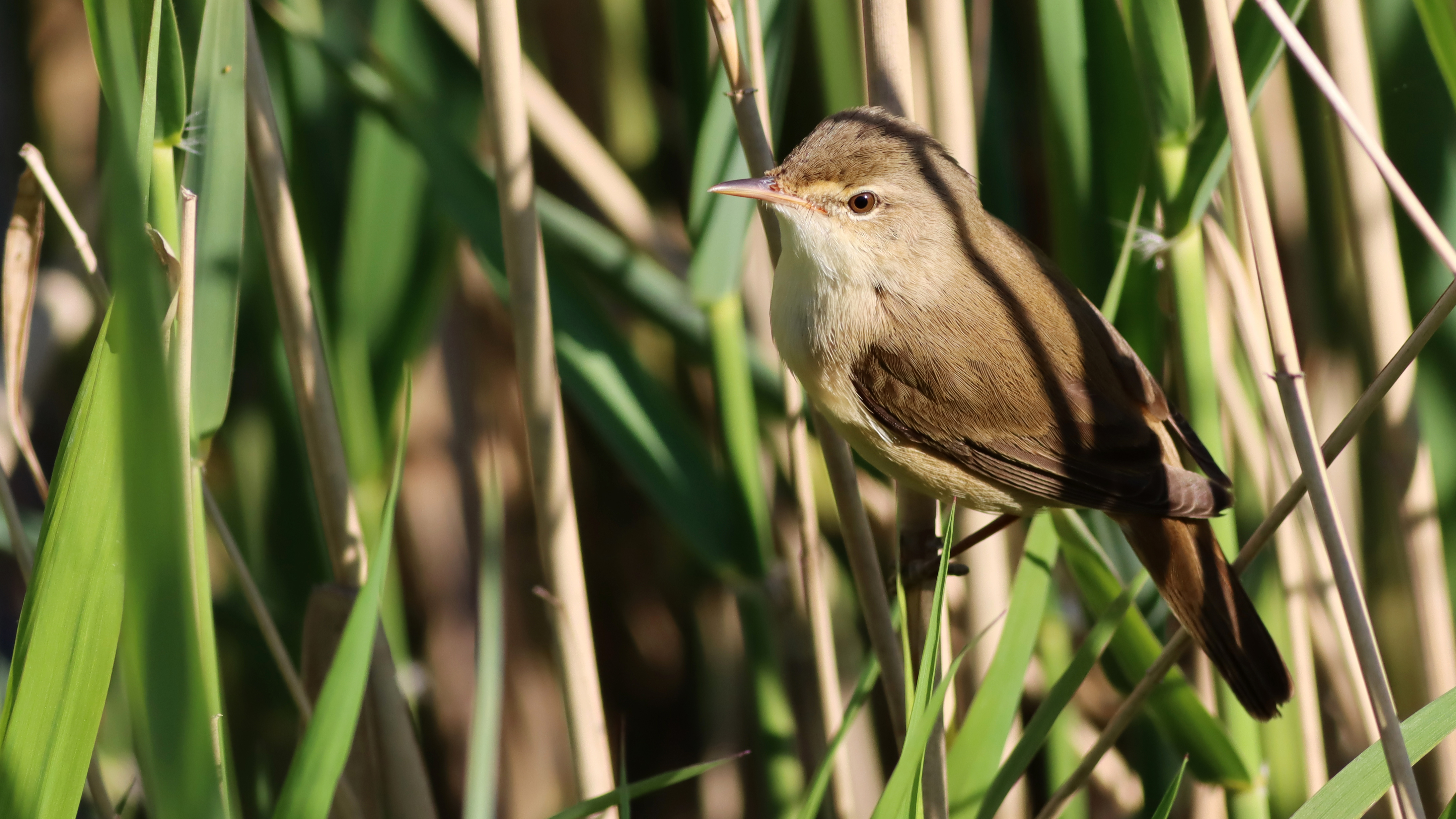 reed_warbler