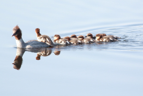 Reflecting on the family..