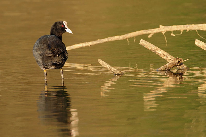 Reflection
