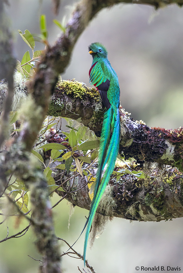 Respendent Quetzal C-RICA SER 2