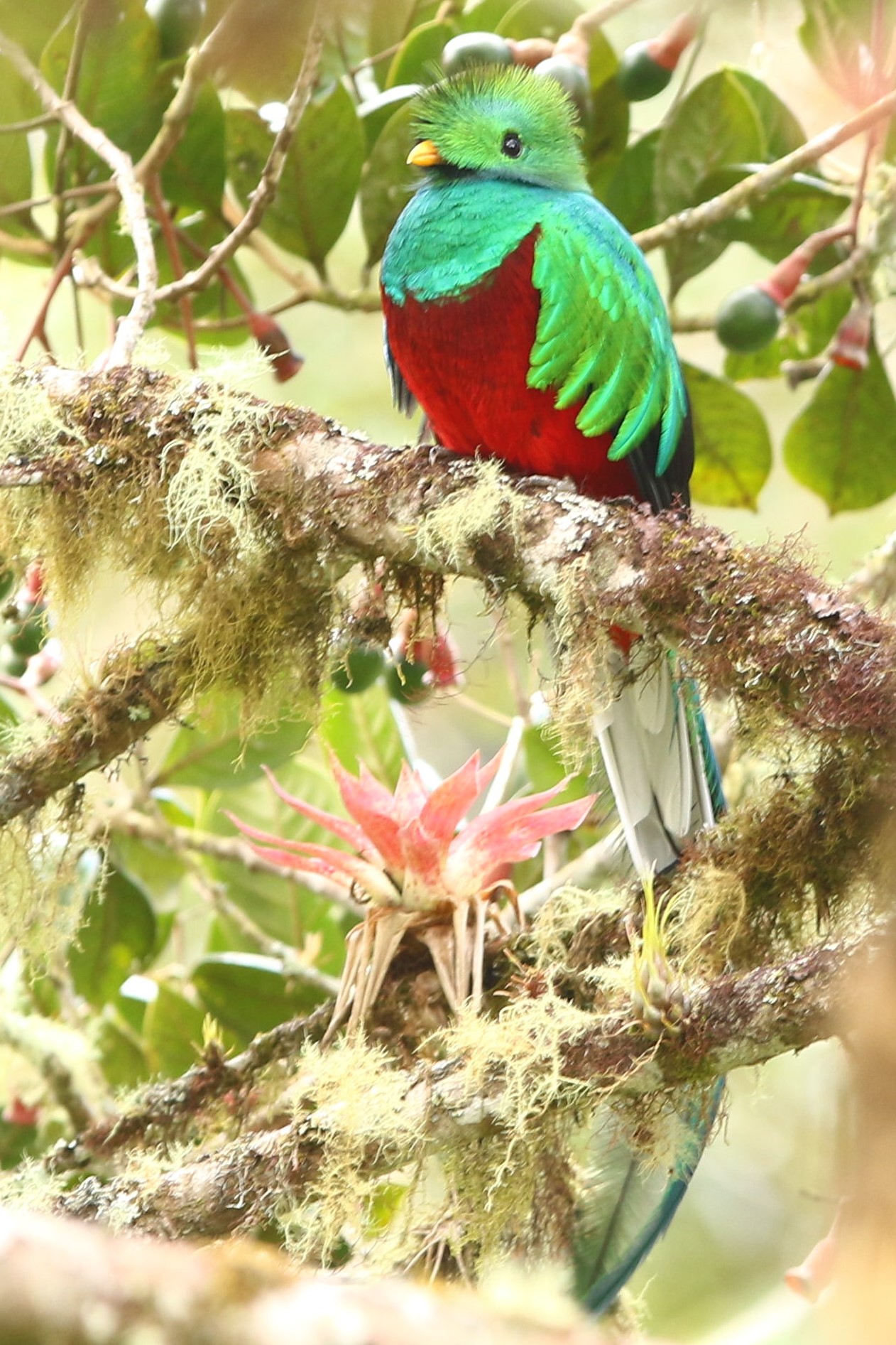 Resplendent Quetzal - Pharomachrus mocinno