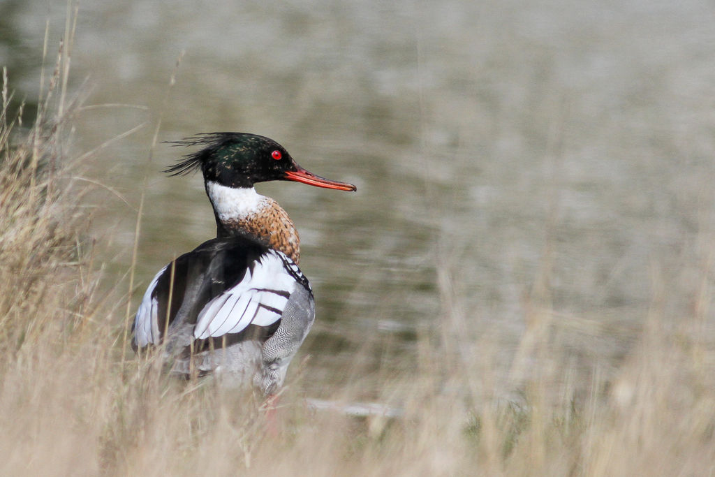 Resting Merganser