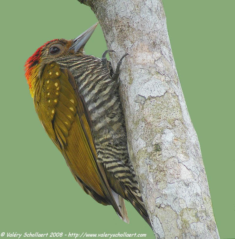 Resting woodpecker