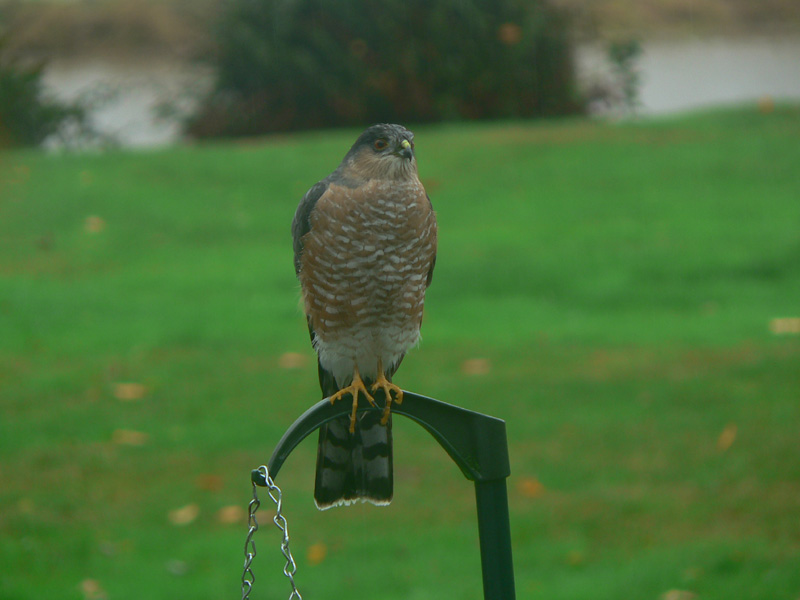 Return of the Sharp-shinned Hawk