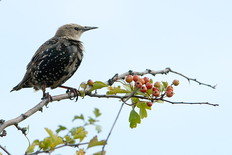 Returning Visitor