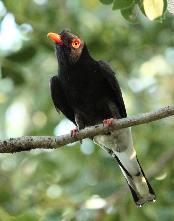 Retz's Helmetshrike