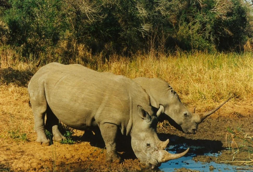 Rhino Pair