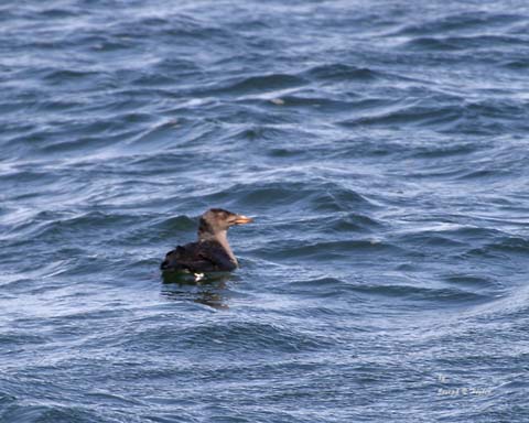 Rhinoceros Auklet