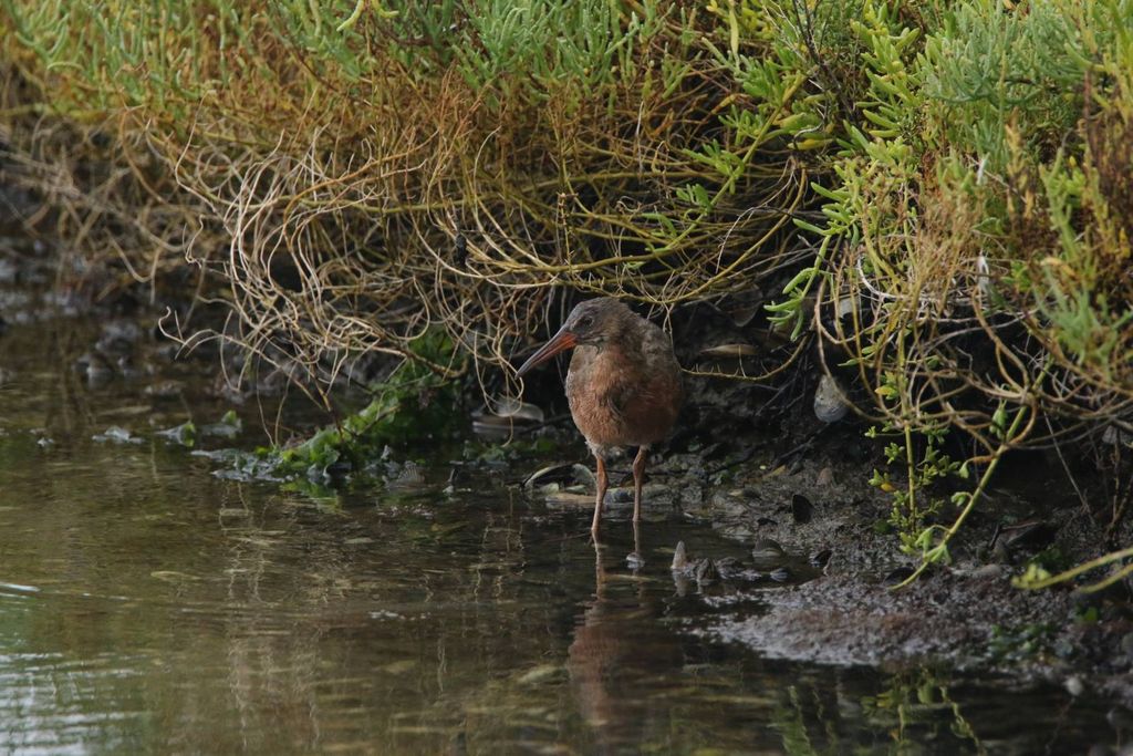 Ridgway's Rail