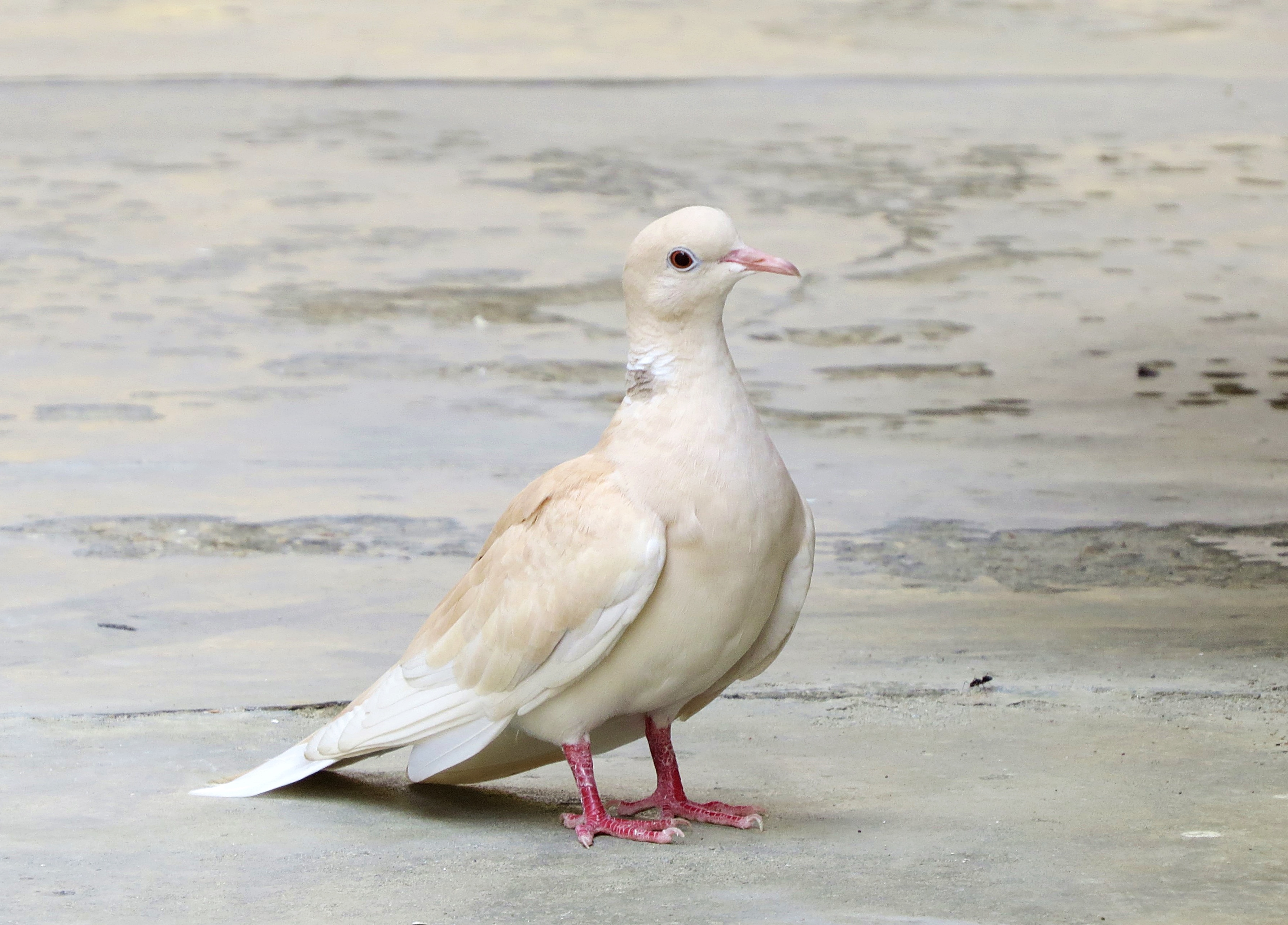 Ring-necked Dove