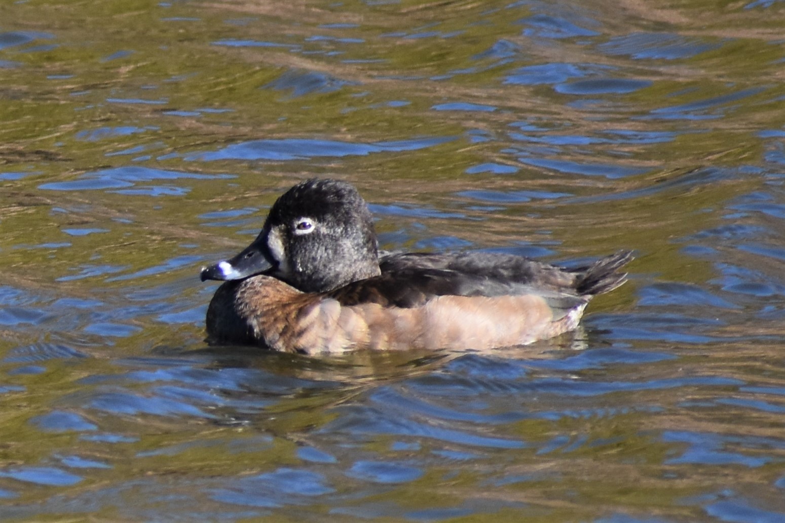 Ring-necked Duck Female