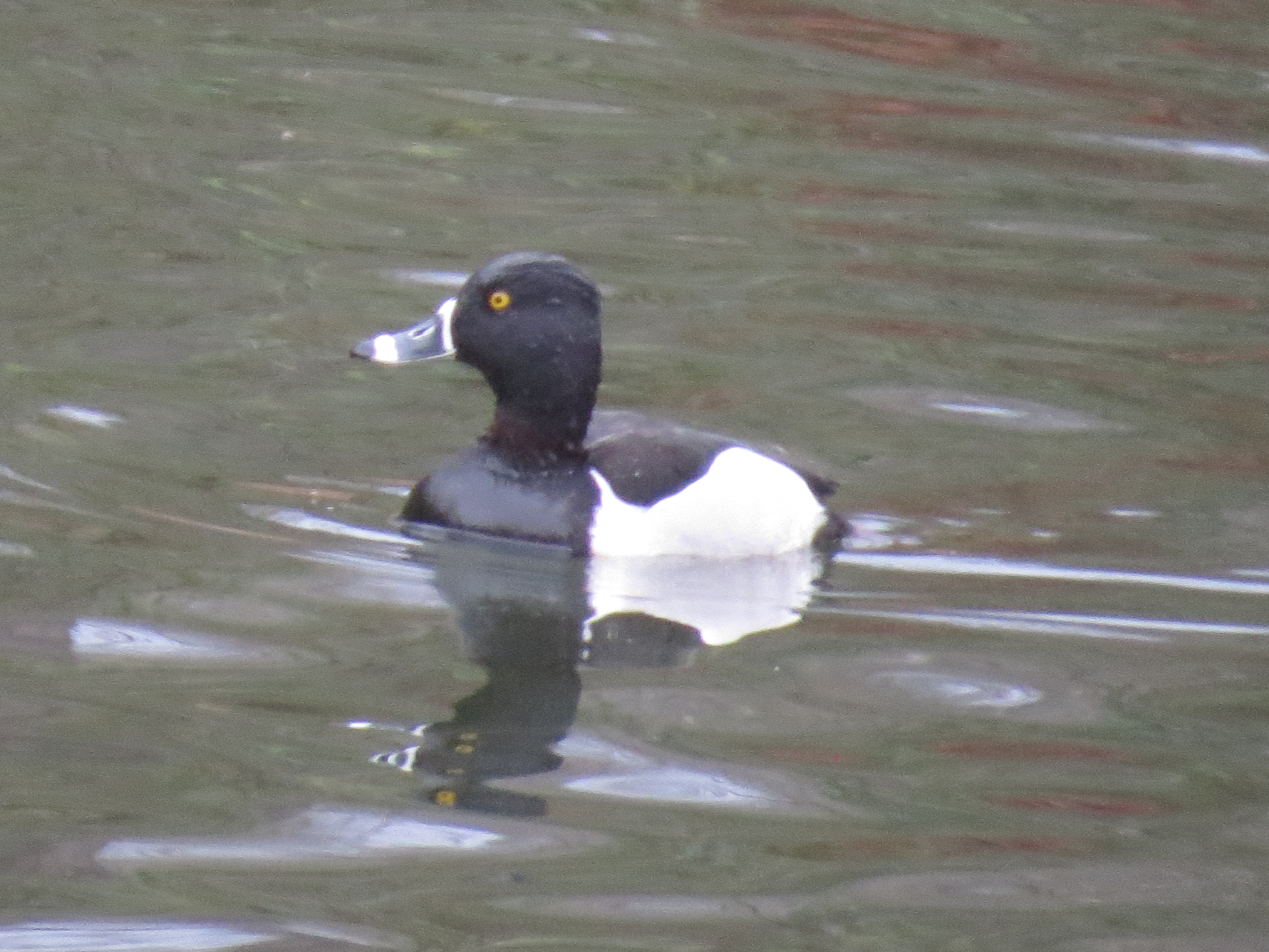 Ring-necked Duck