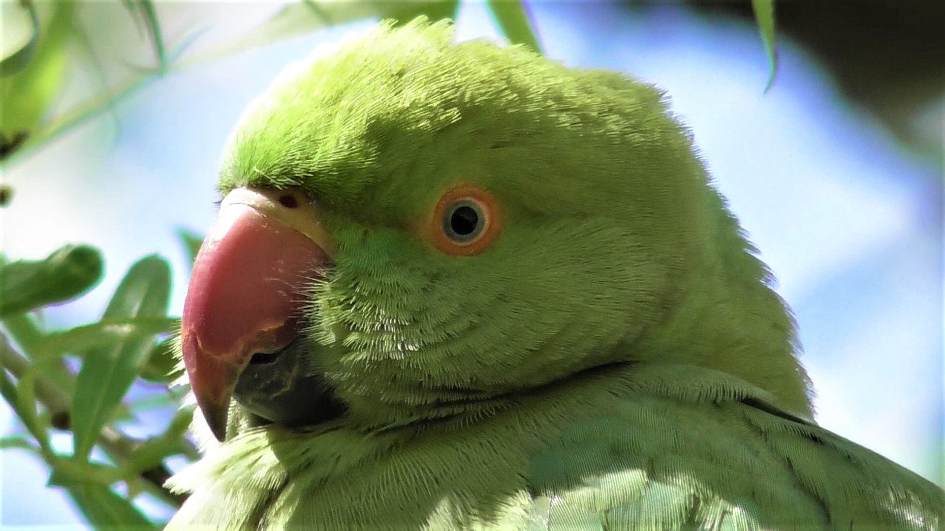 Ring-necked Parakeet allowing me to creep up on him as he woke up.