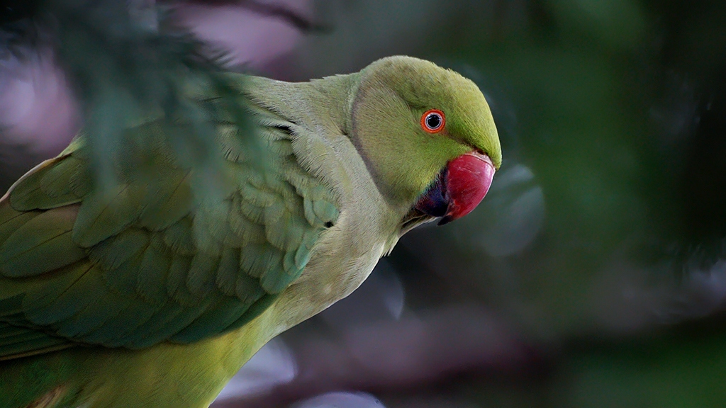 Ring-necked Parakeet