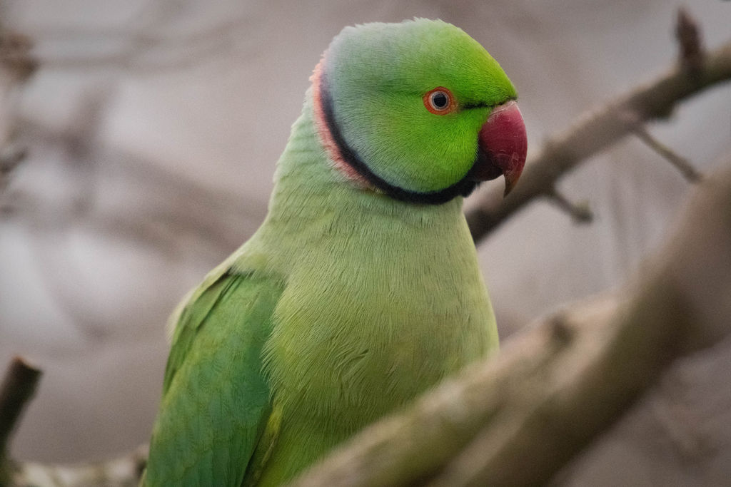 Ring Necked Parakeet