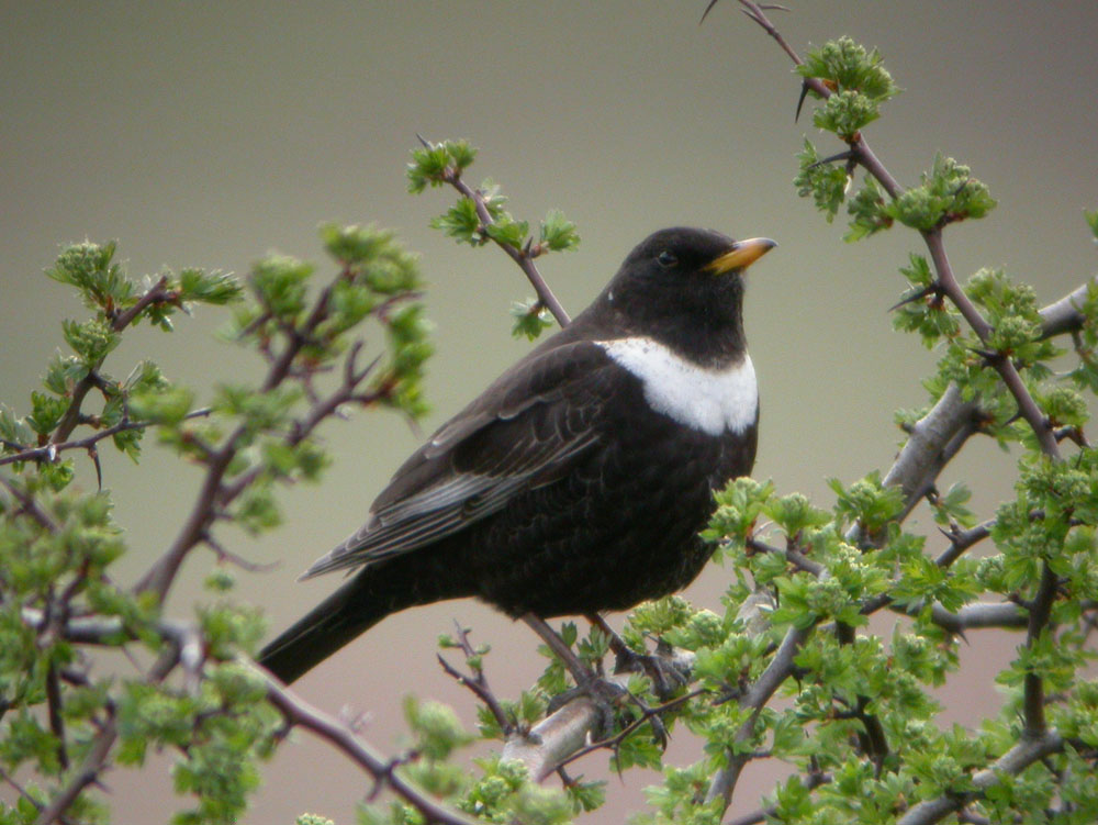 Ring Ouzel