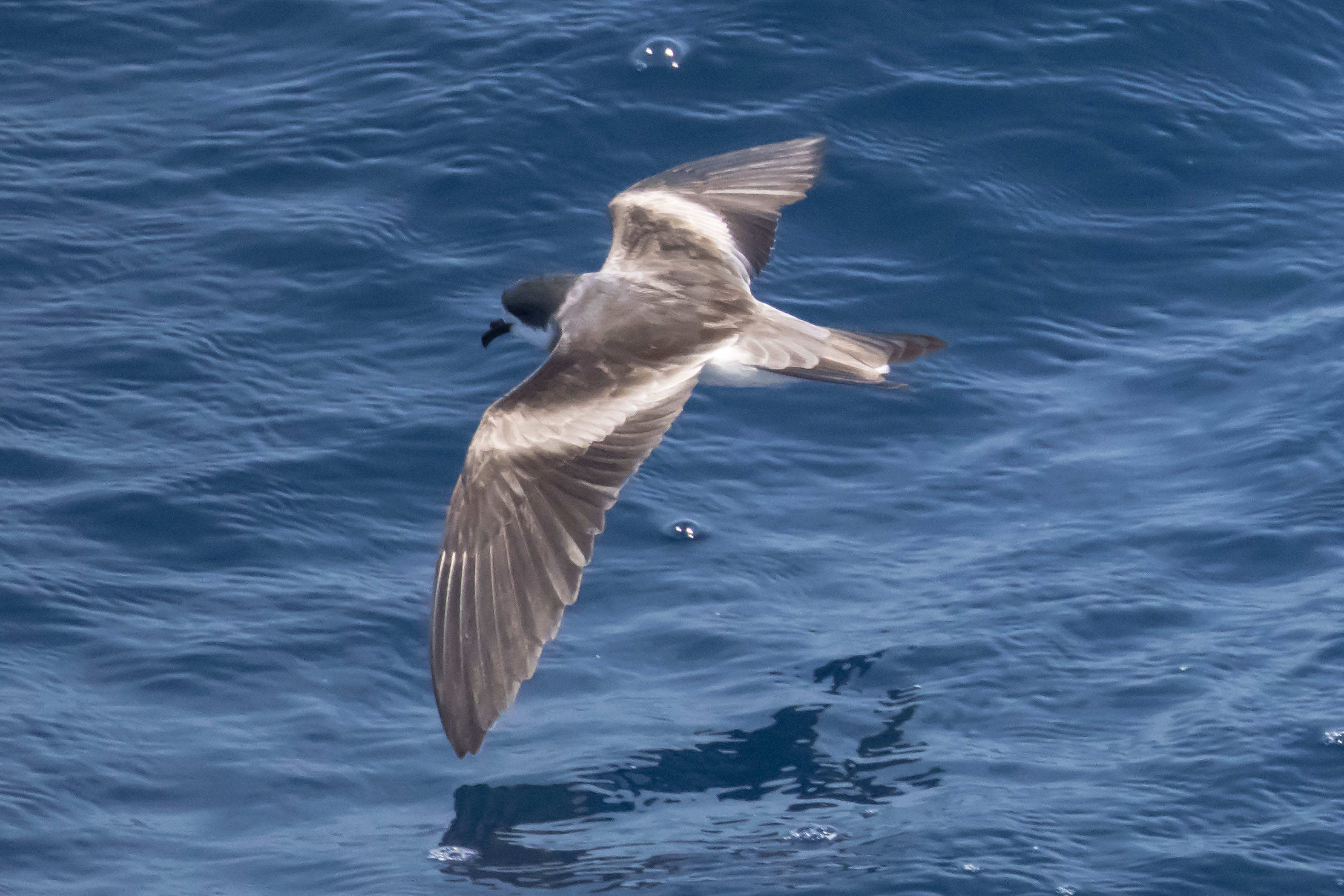 Ringed (Hornby's) Storm-Petrel