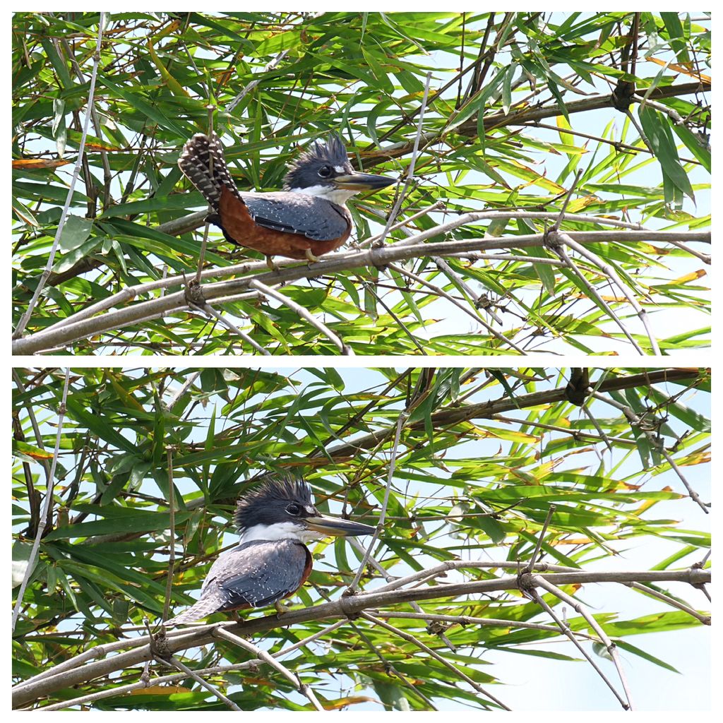 Ringed Kingfisher