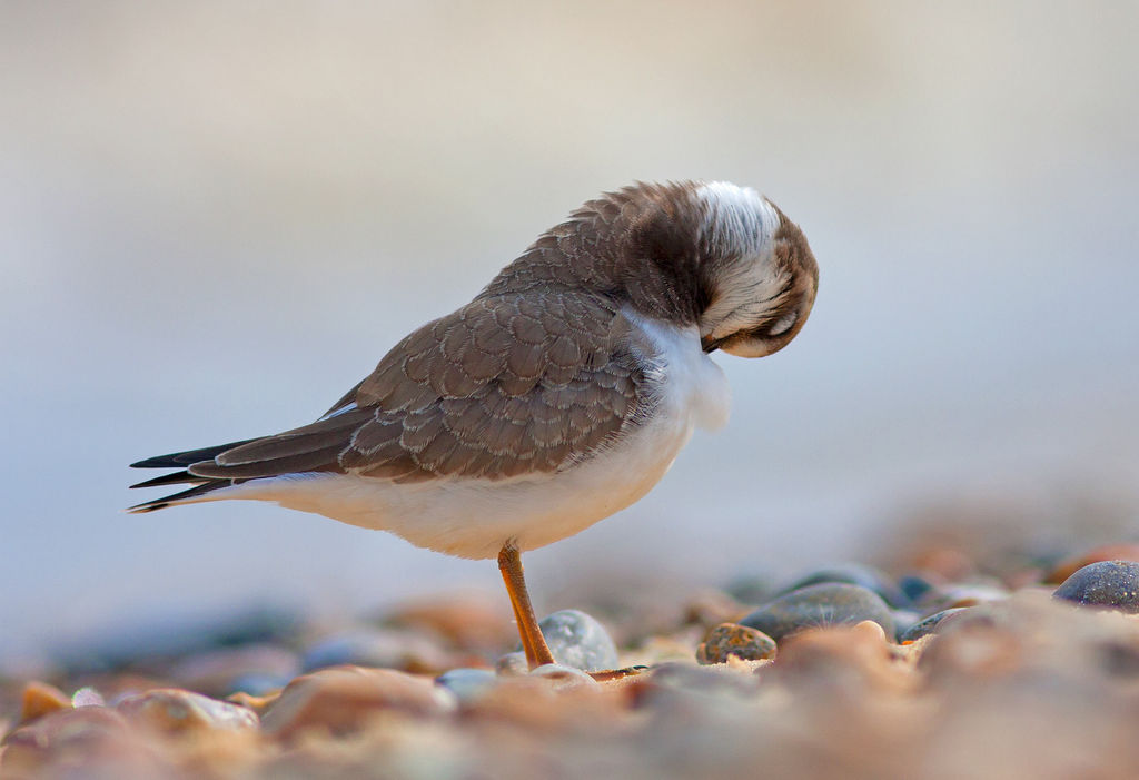 Ringed Plover preening