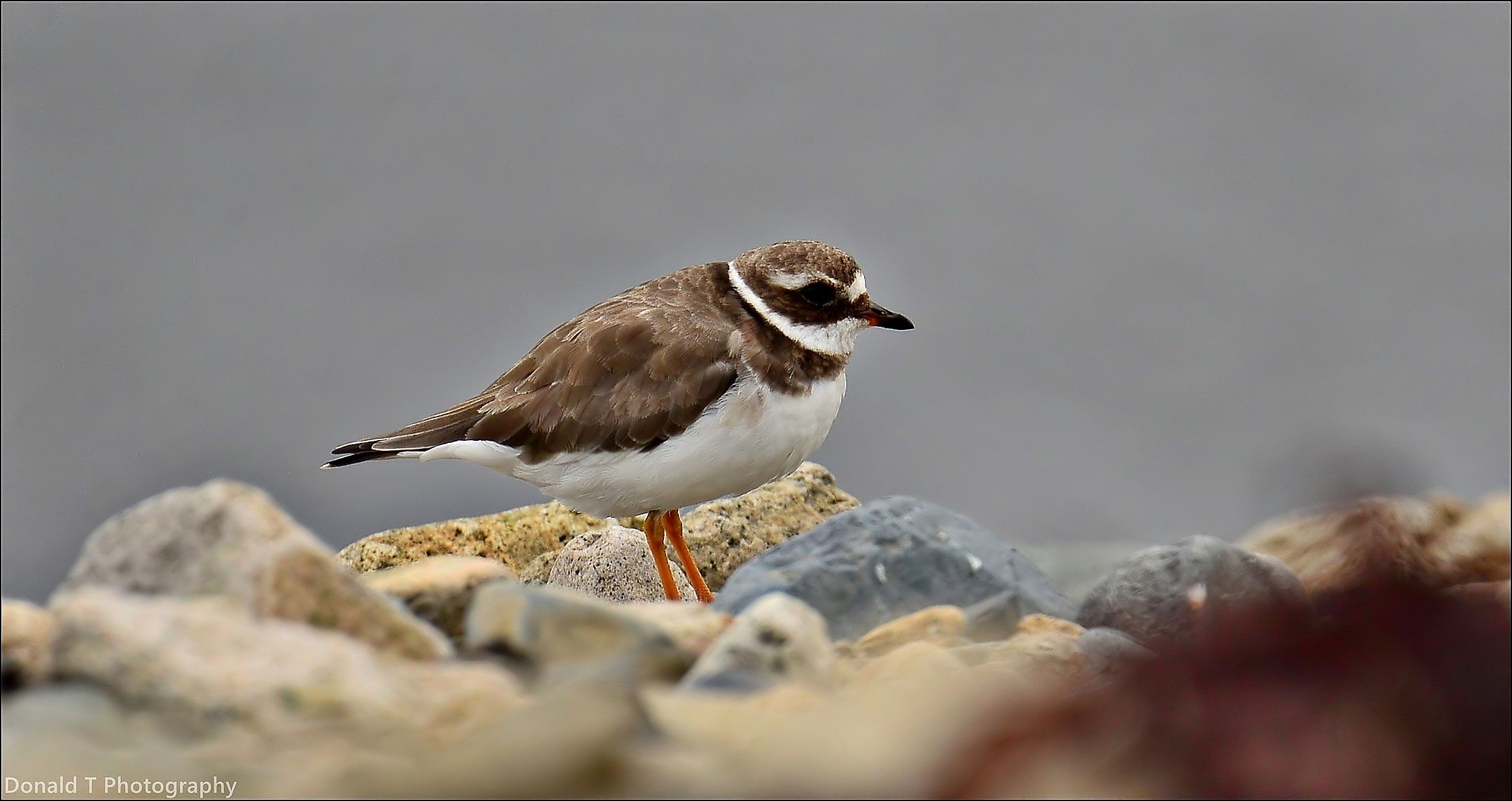 Ringed Plover.