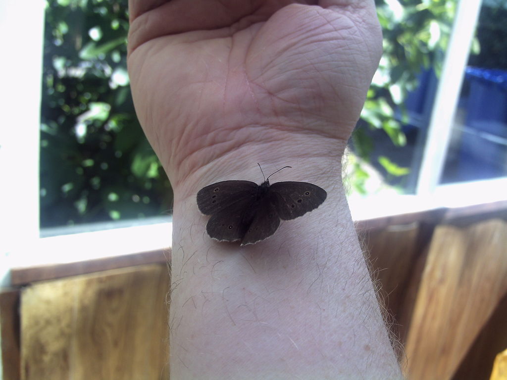 Ringlet butterflie