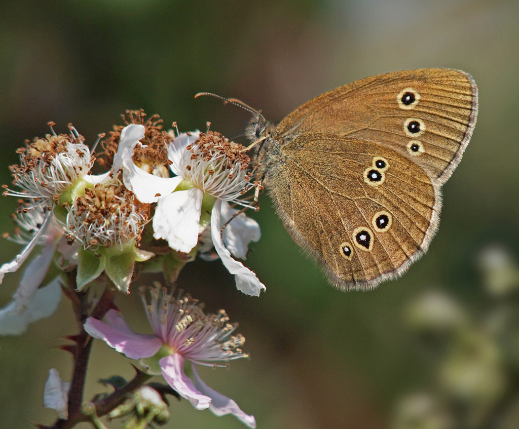 Ringlet