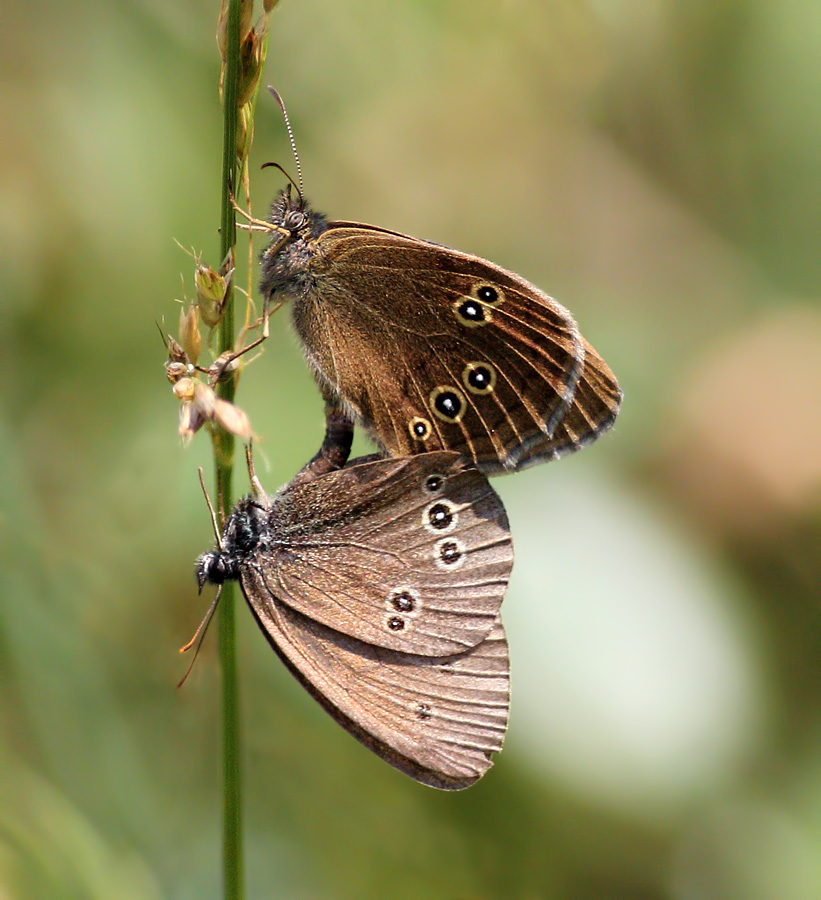 Ringlet