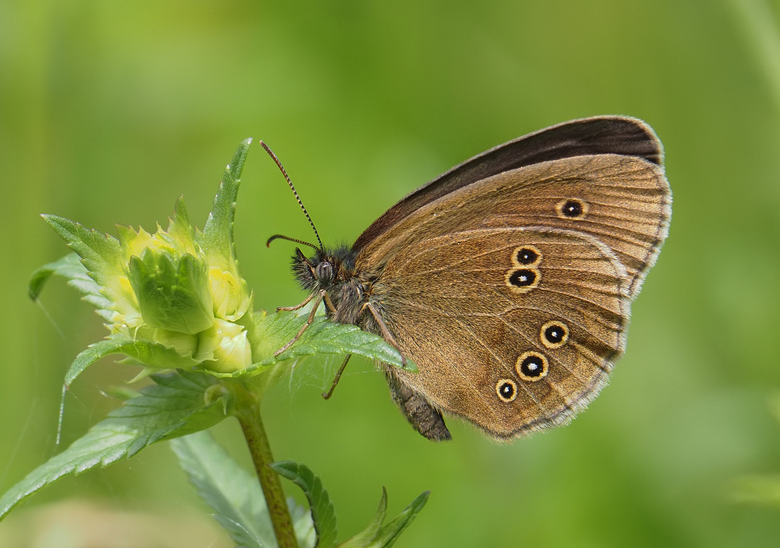 Ringlet