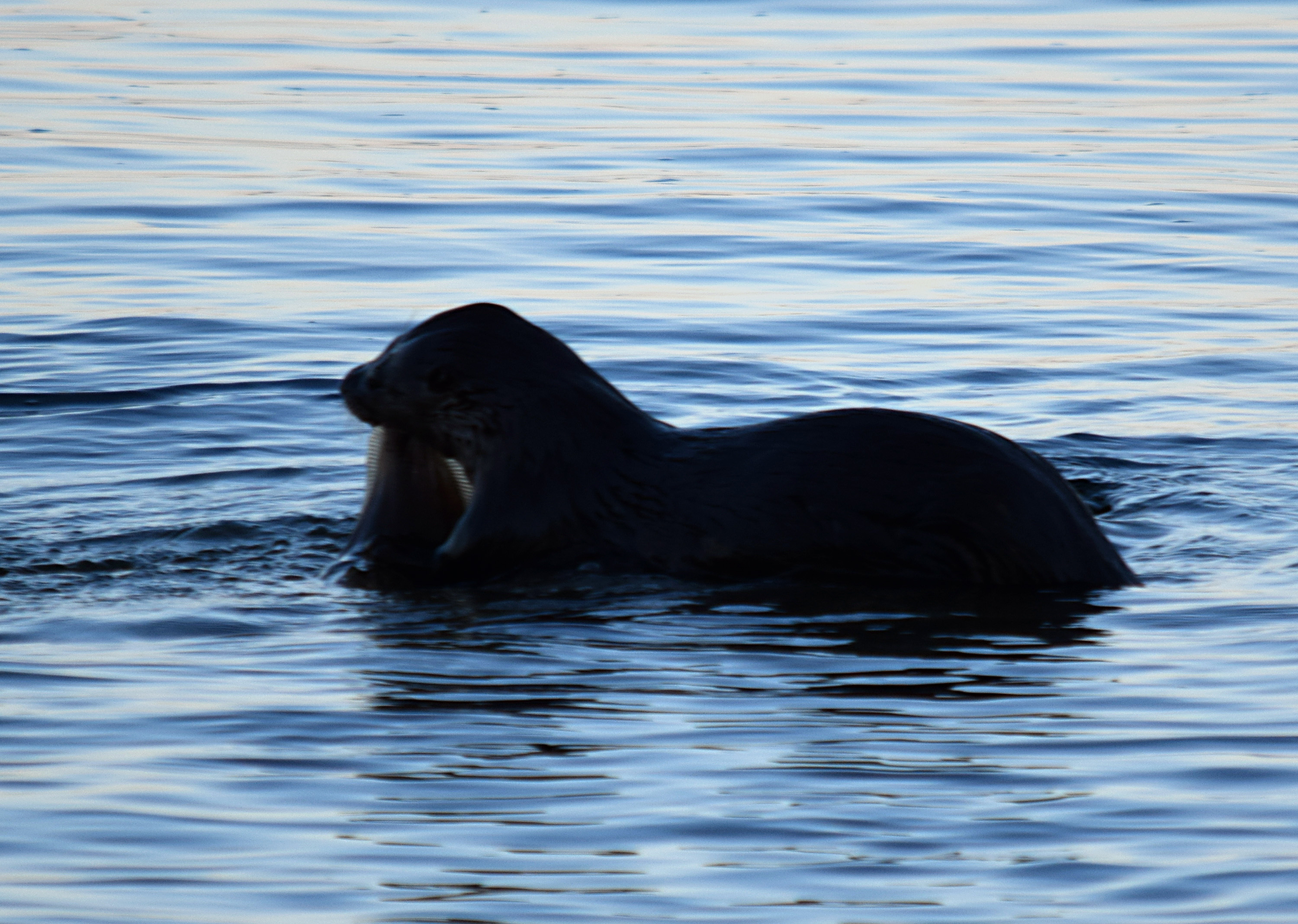 River otter having breakfast