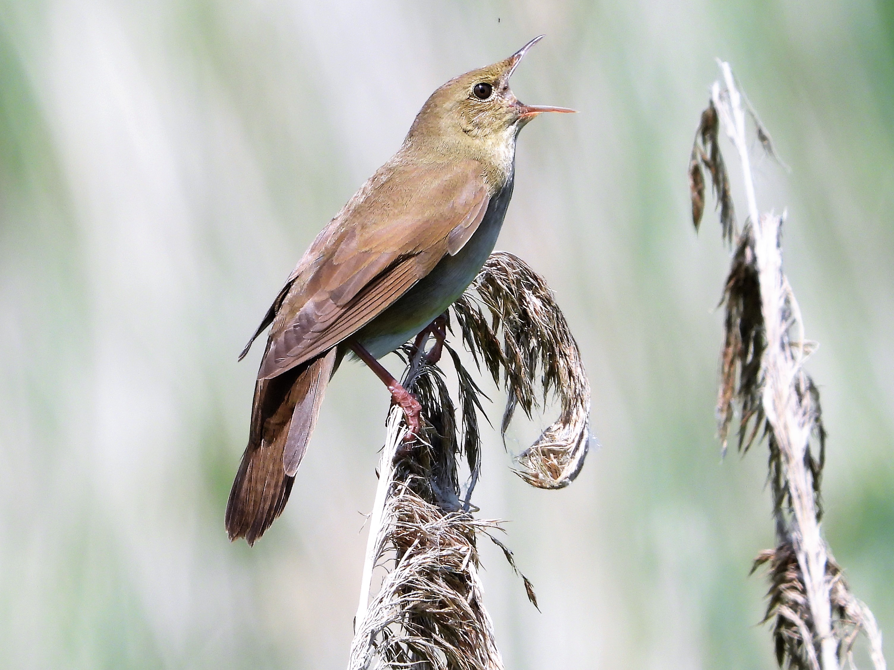 River Warbler