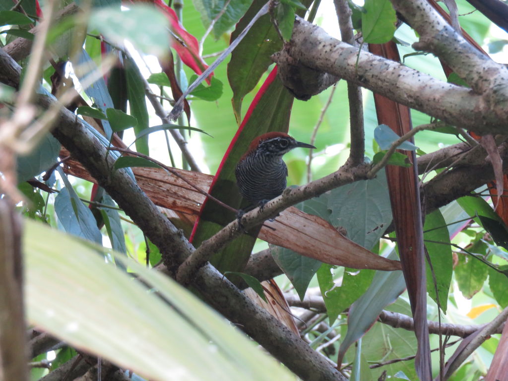 Riverside Wren