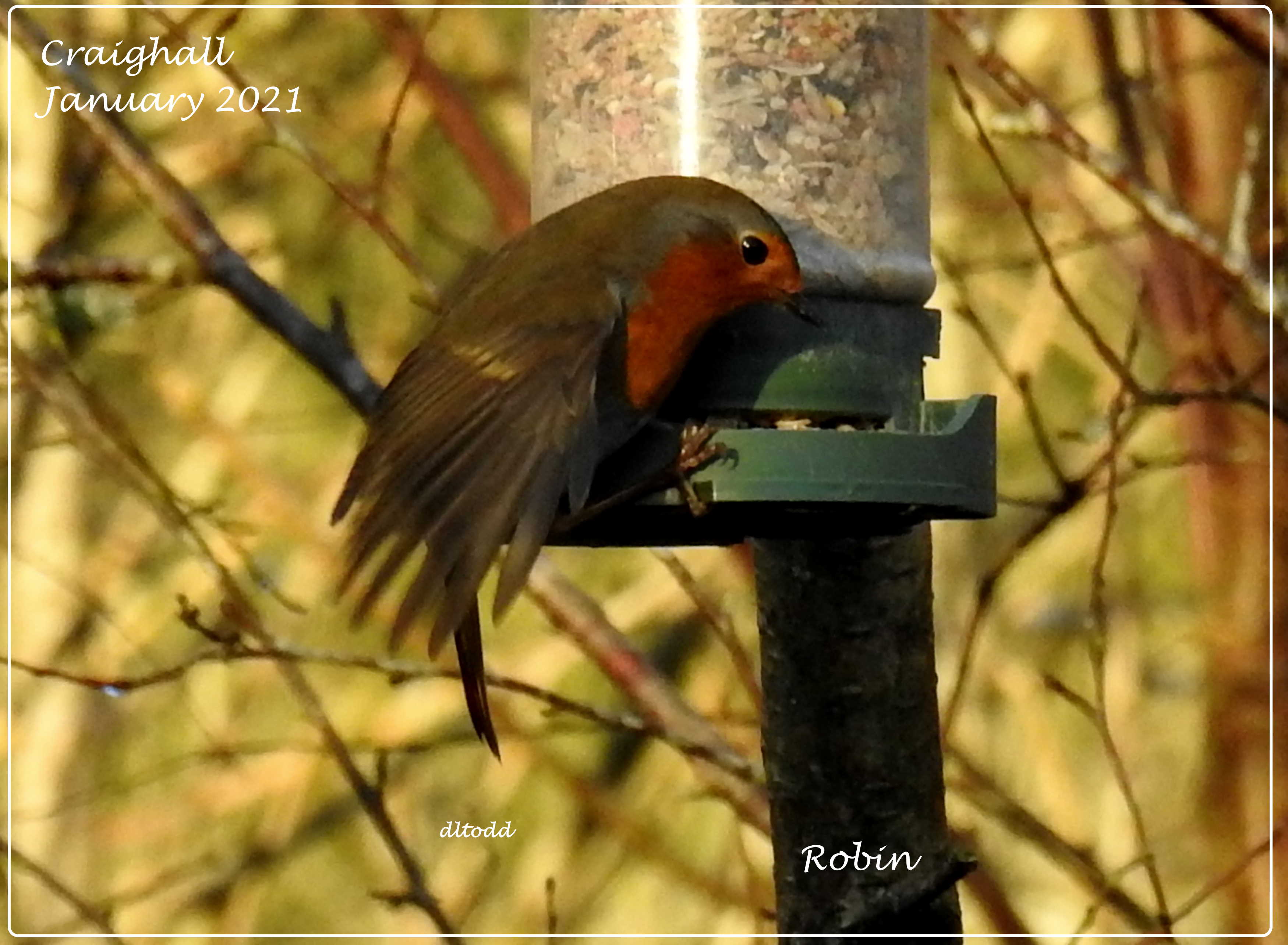 Rob on a feeder