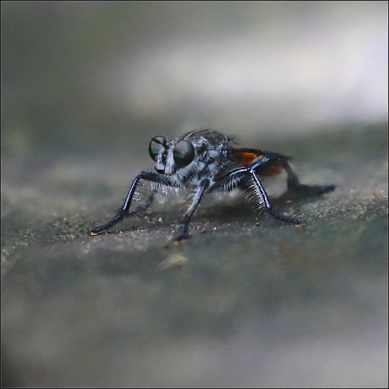 Robber Fly