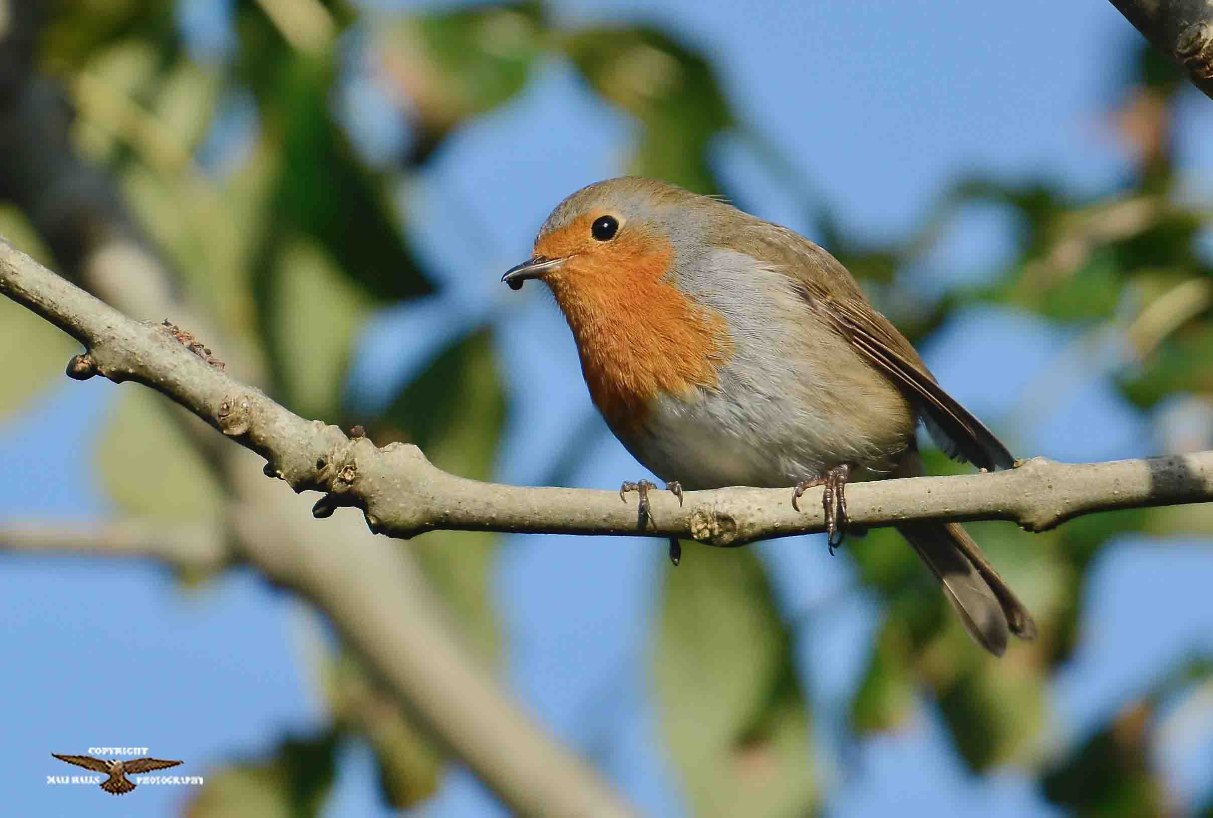 Robin 5334.jpg