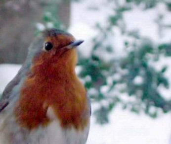 Robin close-up