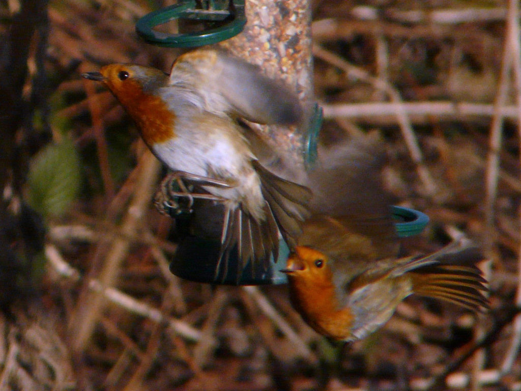Robin Feeder Fallout