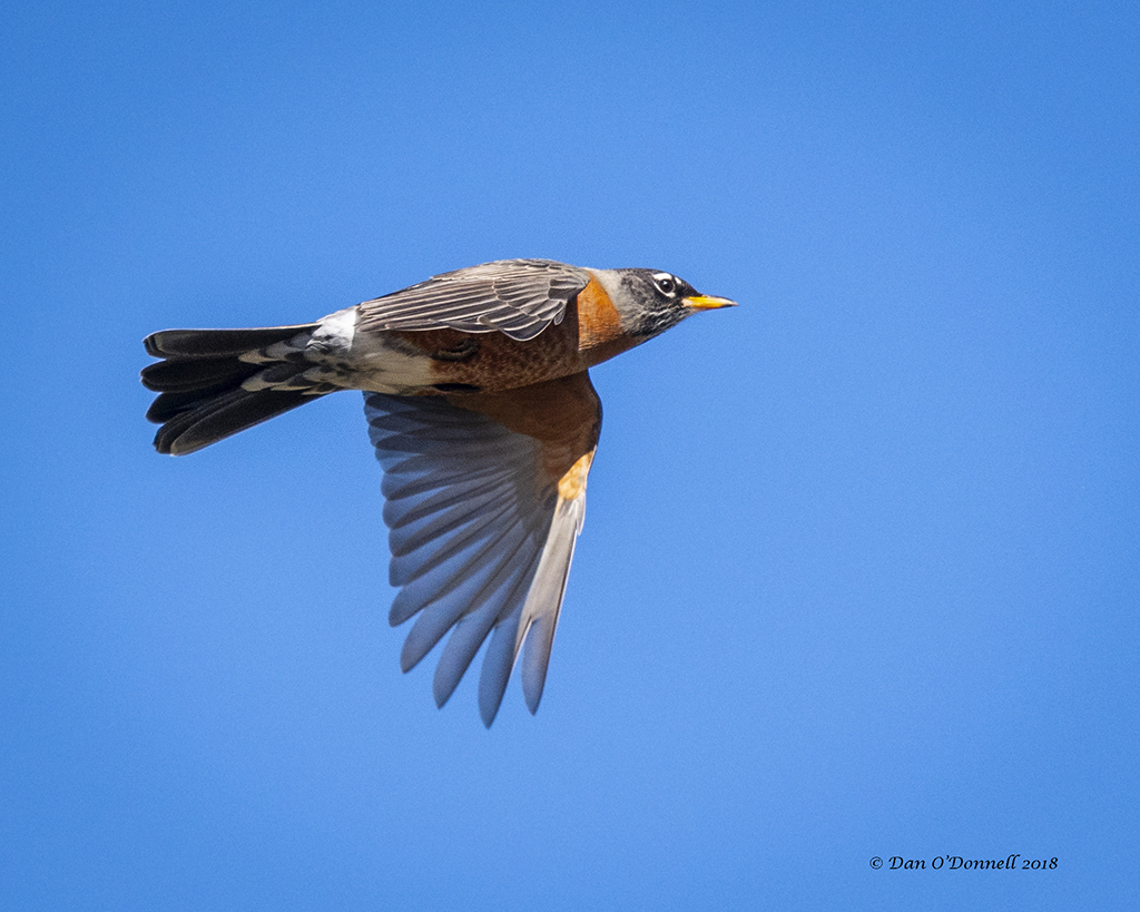 Robin Flyby