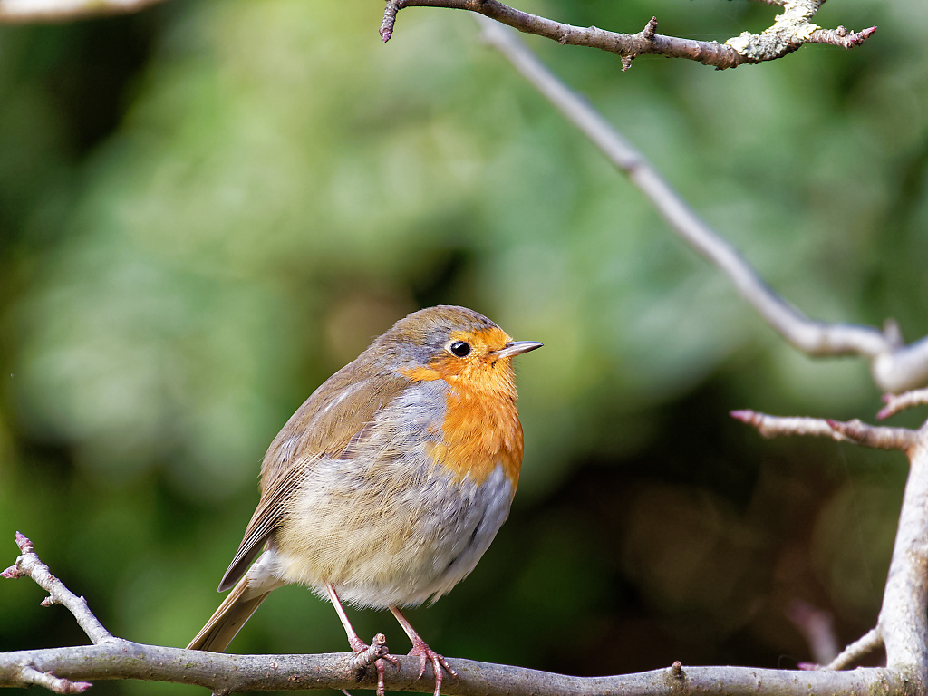 Robin framed